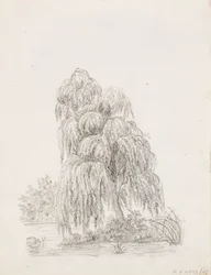Breitblättriger Baum