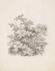 Sträucher