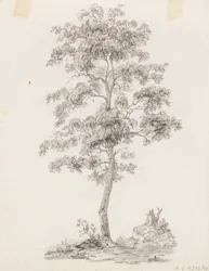 Baum