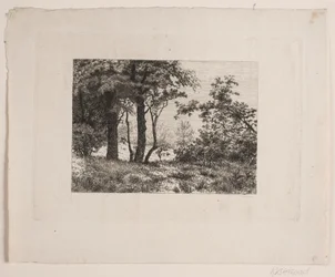 Eichen am Waldrand