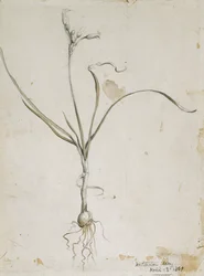 Blume und Zwiebel, Wichita Berge, 13. April 1869