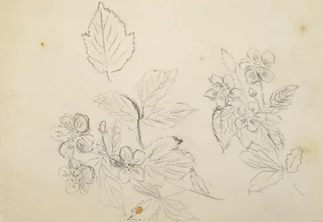 Blumenstudie, 1869-1871