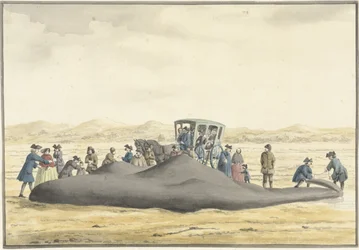 Gestrandeter Pottwal am Strand zwischen Zandvoort und Wijk aan Zee, 20. Februar 1762, von hinten gesehen