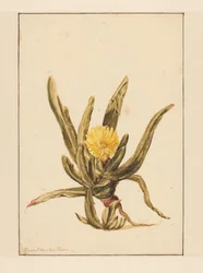 Eiskraut mit gelben Blumen