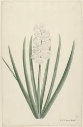 Weiße Hyazinthe