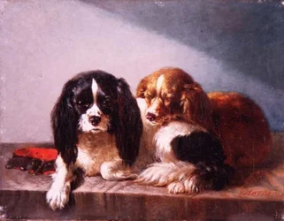 Ein Paar Cavalier King Charles Spaniels auf einem Sims