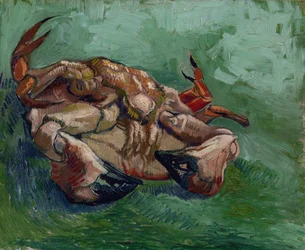 Eine Krabbe auf dem Rücken