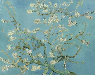 Mandelblüte