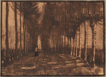 Allee von beschnittenen Birken und Pappeln