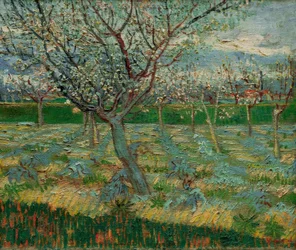 Blühender Obstgarten mit Aprikosenbäumen