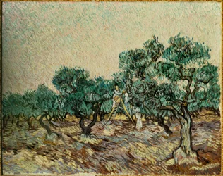 Olivenpflücker
