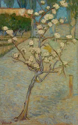 Kleiner Birnbaum in Blüte