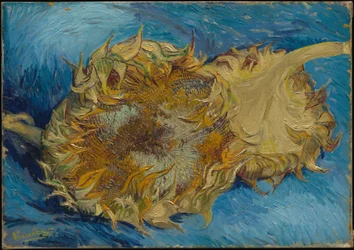 Sonnenblumen