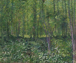 Bäume und Unterholz