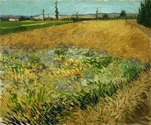 Weizenfeld