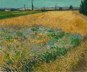 Weizenfeld