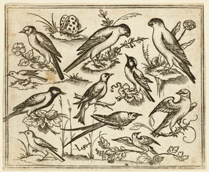 Elf Vögel sitzen auf blühenden Zweigen und kleinen Ästen..., 1557