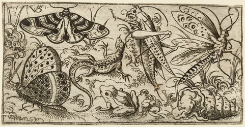 Gruppe von Insekten und Tieren auf einem einfachen Boden mit Gras, 1530 - 1562