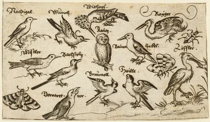 Zwölf Vogelarten, darunter eine Eule und ein Pelikan, einzeln beschriftet und positioniert, 1572