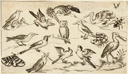Zwölf Vogelarten, darunter eine Eule und ein Pelikan, einzeln beschriftet und positioniert..., nach