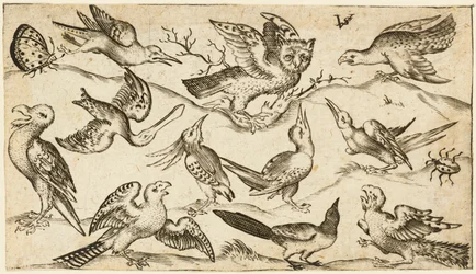 Elf Vögel und zwei Insekten auf minimalem Boden mit Eule mit ausgebreiteten Flügeln, die in der Mitte auf einem Ast sitzt, umgeben von anderen Vögeln, die die Eule necken, aus Douce Ornament Prints Album I