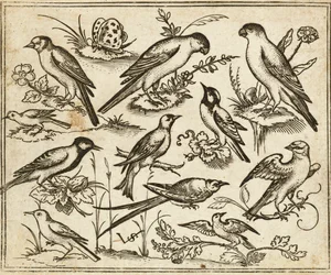 Elf Vögel auf blühendem Laub und kleinen Zweigen mit einem Schmetterling, aus Douce Ornament Prints Album I