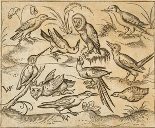 Zehn Vögel auf Zweigen und Grasflecken, darunter zwei Eulen und ein Vogel mit langen Schwanzfedern, der in der Mitte mit zurückgelegtem Kopf zwitschert, aus Douce Ornament Prints Album I