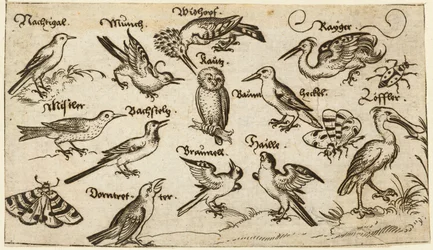 Zwölf Vogelarten, darunter eine Eule und ein Pelikan, einzeln beschriftet und auf minimalem Grund positioniert, umgeben von einer Motte, einem Schmetterling und einem Marienkäfer, aus Douce Ornament Prints Album I
