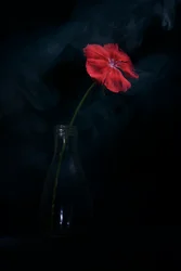 Dramatische rote Blüte