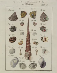 Muscheln: Trochi, Turbines, Neritae Helices, aus Neues systematisches Conchylien-Cabinet, 1784