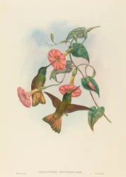 Helianthea osculans (Ockerbürzel-Kolibri)