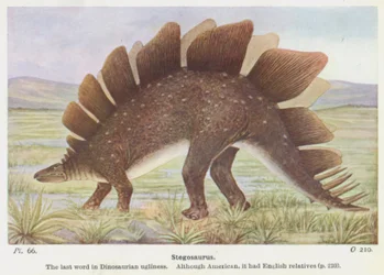 Stegosaurus (Farblithographie)