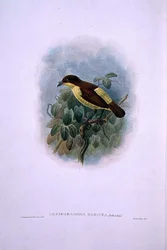 Loboparadisea serica, Wasserbilled Vogel des Paradieses (Farblithographie)