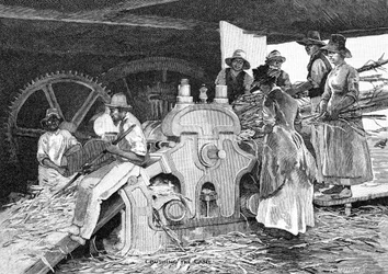 Zuckerrohr zerquetschen, 1886