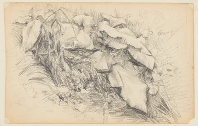 Studie von Gras und Pflanzen