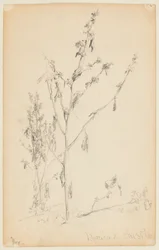 Studie von Disteln