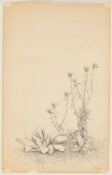 Studie von Wildpflanzen