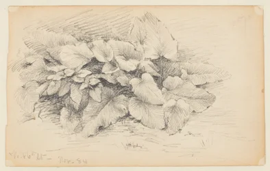 Studie einer Pflanze, West 86th Street
