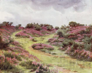 Der New Forest: Glockenheide auf der Setley-Ebene