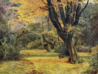 Der New Forest: Ahornbäume, nahe Queen