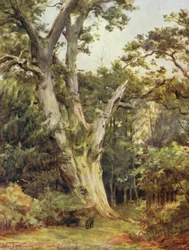 Der New Forest: Der König in Boldrewood
