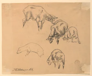 Studien von Schafen