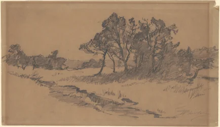 Bäume auf einem Feld