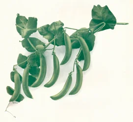 Grüne Erbsen, ca. 1908
