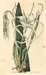 Araignee-Lilie, Strand-Narzisse, Strand-Lilie - Hymenocallis littoralis