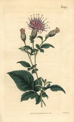 Fünfblättrige Sarrette - Klasea quinquefolia