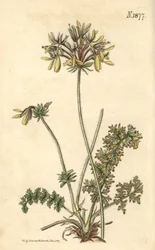 Floristen-Geranie - Pelargonium rapaceum var. luteum