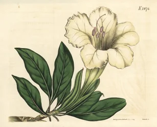 Solander oder Trompeten-Liane - Solandra grandiflora