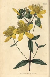 Johanniskraut - Olympisches Johanniskraut, Hypericum olympicum