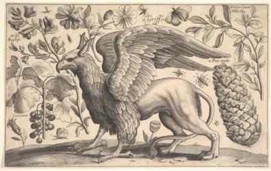Ein Greif, 1625-77